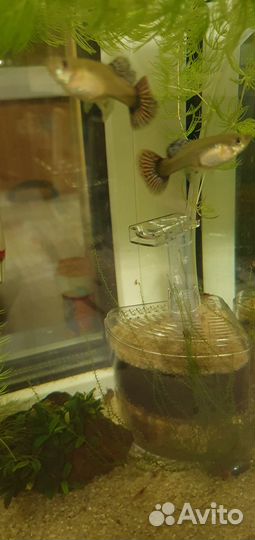 Продам Гуппи Берлинцы чистая линия