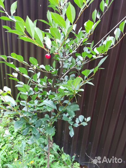 Вишня.дерево 2м. Плодоносит