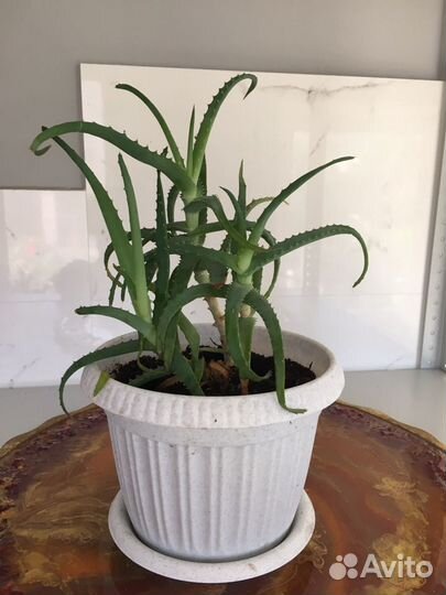 Алоэ вера и столетник