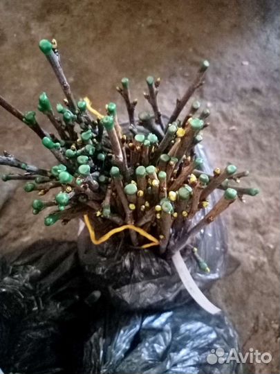 Окулировка,прививка