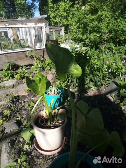 Комнатные цветы