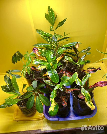 Кодиумы кротоны Мамми, Золотое Солнце, Петра