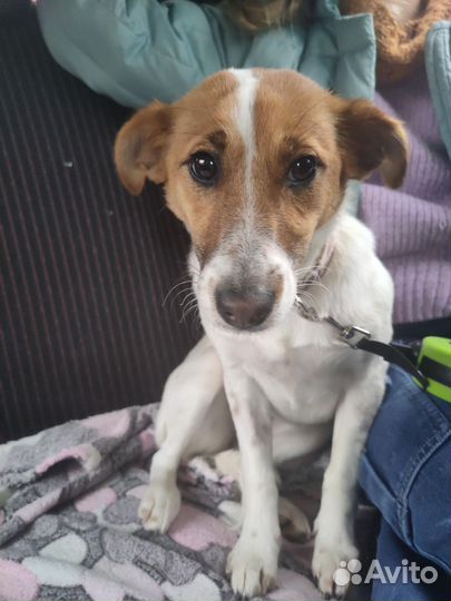 Отдам в добрые руки