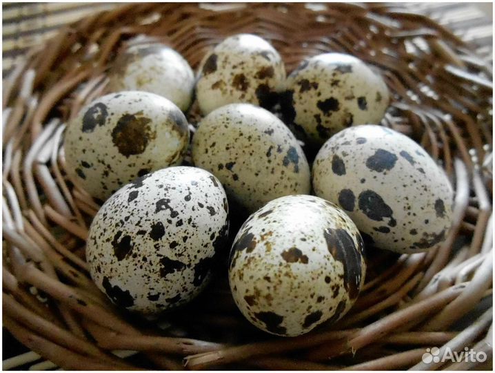 Яйца перепелиные домашние
