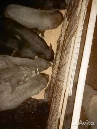 Вьетнамские поросята