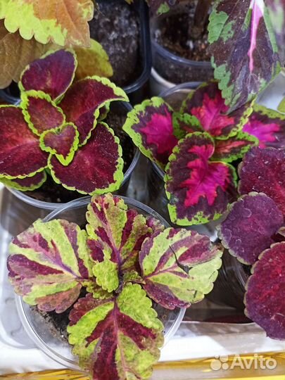 Колеусы вегетативные