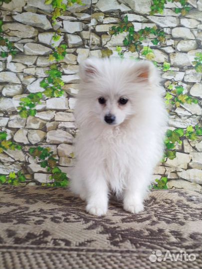 Продам щенков шпица