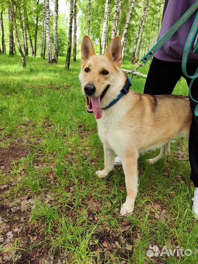 Милейший лучший друг