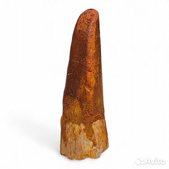 Зуб спинозавра, окаменелость