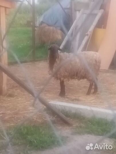 Овцы бараны