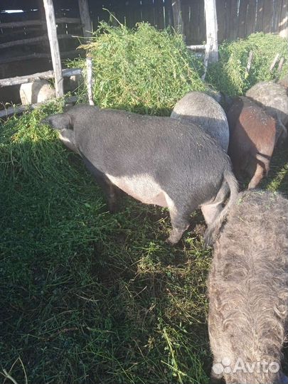 Продается стадо Венгерской Мангалицы