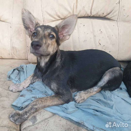 Метис овчарки 3 мес, кобель, красивый окрас