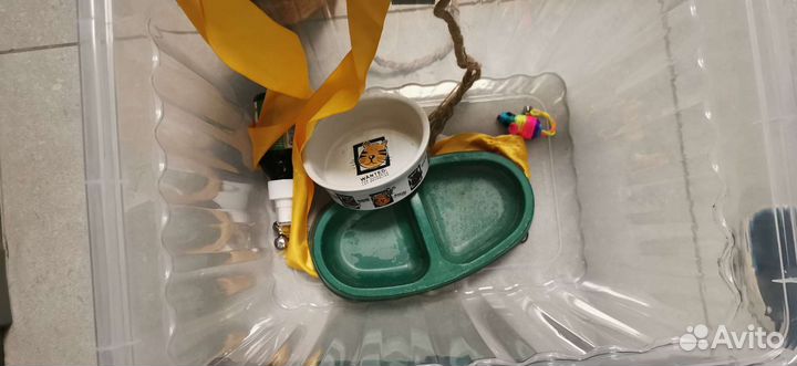 Кошачий лоток для киси и игрушки