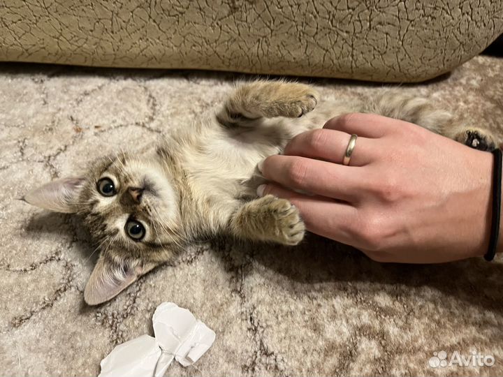 Котенок-девочка в дар