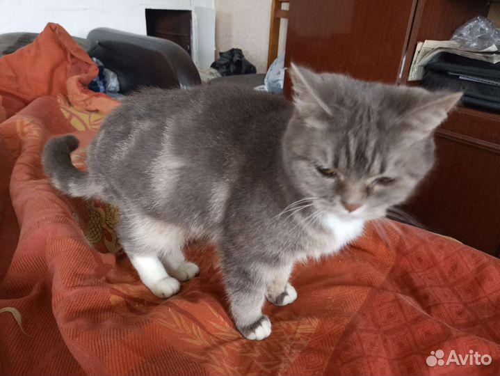 Кошка в добрые руки