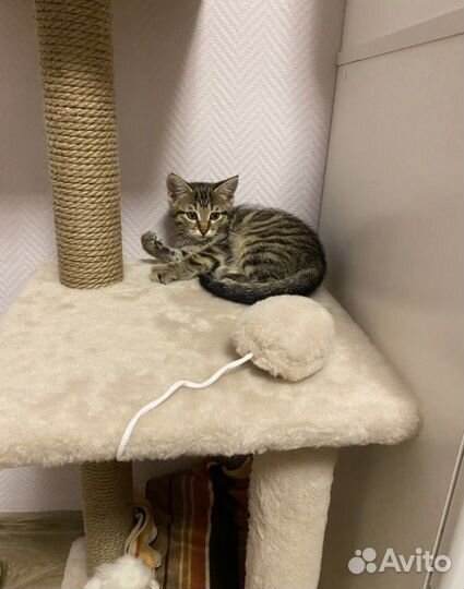 Котята бесплатно