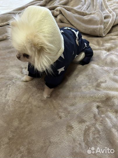 Зимний комбинезон для маленьких собак
