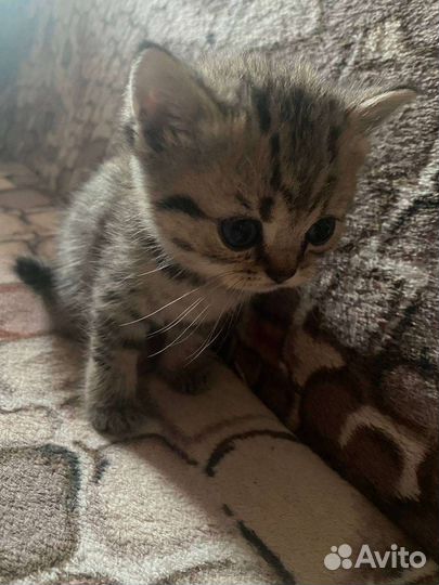 Продам британских котят