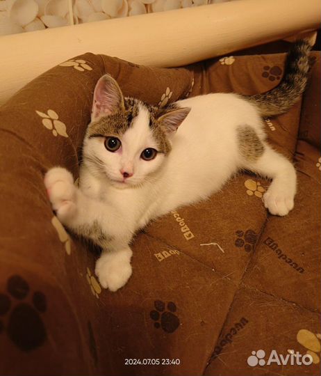 Отдам котёнка