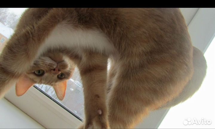 Кот в добрые руки. Срчн