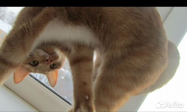 Кот в добрые руки. Срчн