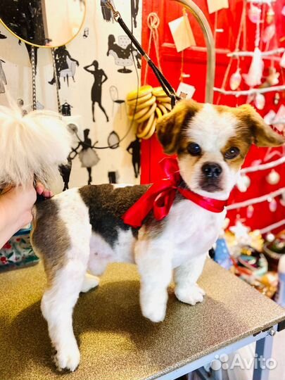 Случка кобеля