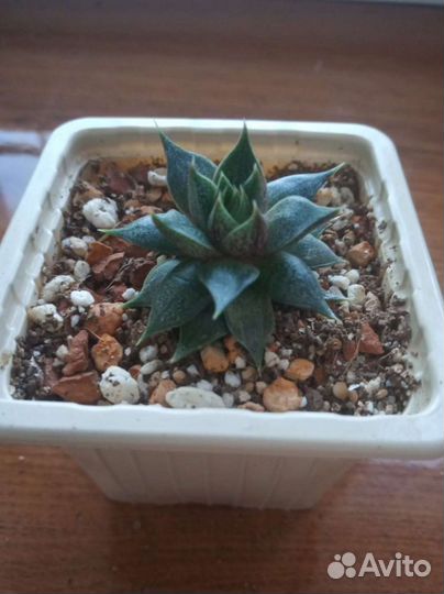 Эхеверия. Суккулент