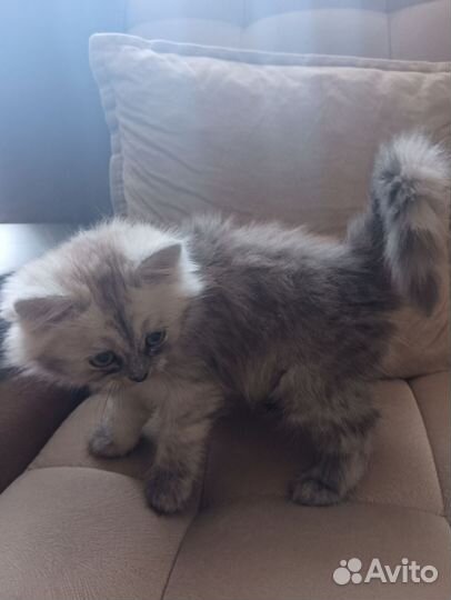 Котенок в добрые руки