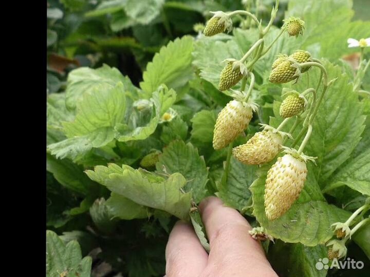 Земляника желтая