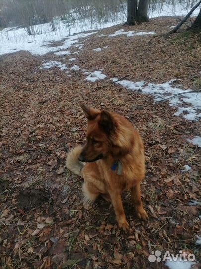 Вязка овчарка