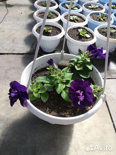 Рассада петунии
