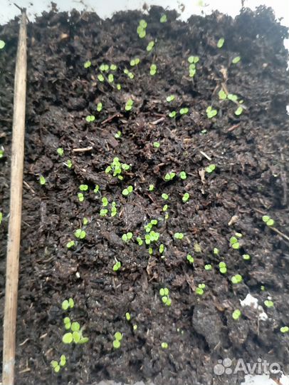 Семена глоксинии