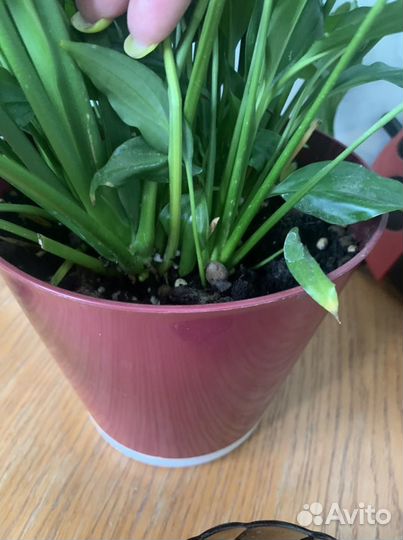 Спатифиллум (отростки)