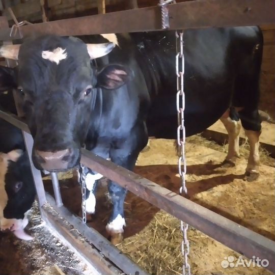 Овцы бараны