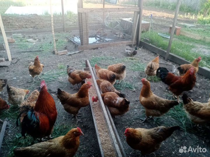 Инкубационное яйцо породистых кур, цыплята