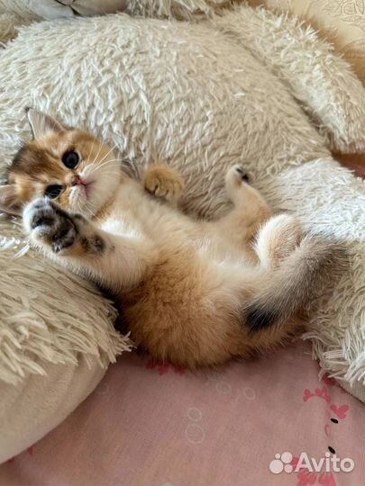 Британские котята золотая шиншилла