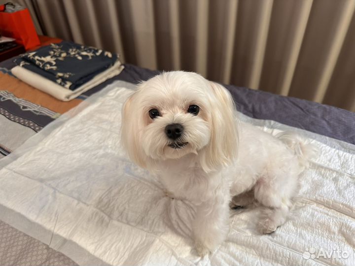 Мальтезе для вязки