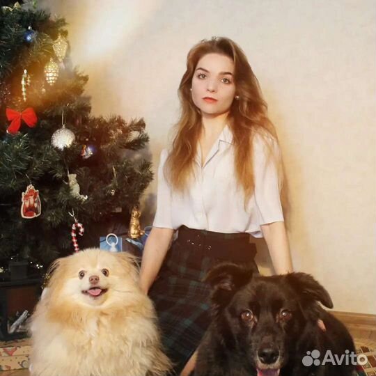 Передержка для собак, занятия, курсы