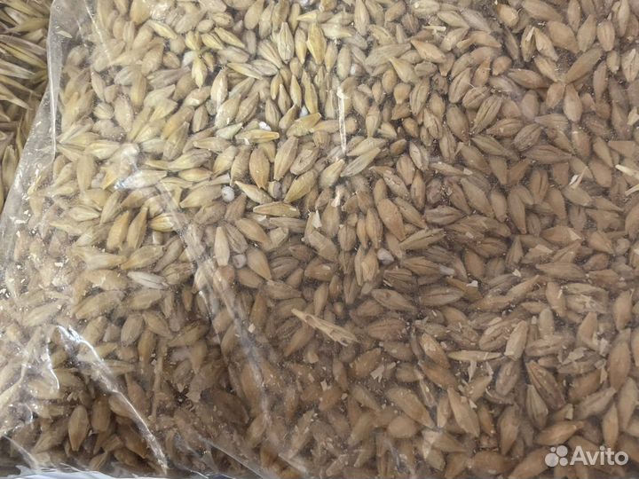 Пшеница, кукуруза, ячмень