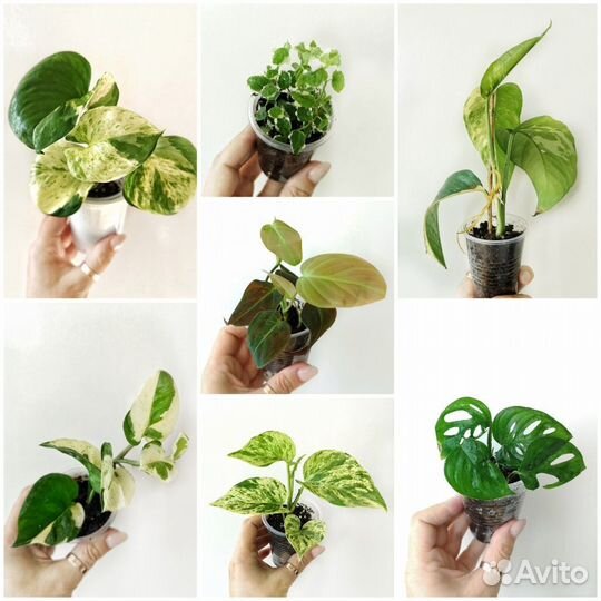 Ампельные растения