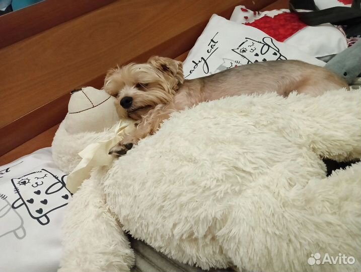 Передержка животных