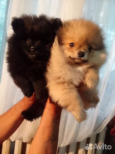 Щенки шпица