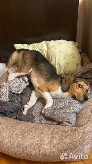 Собака в добрые руки отдам бесплатно