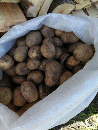Картошка продажа ведром