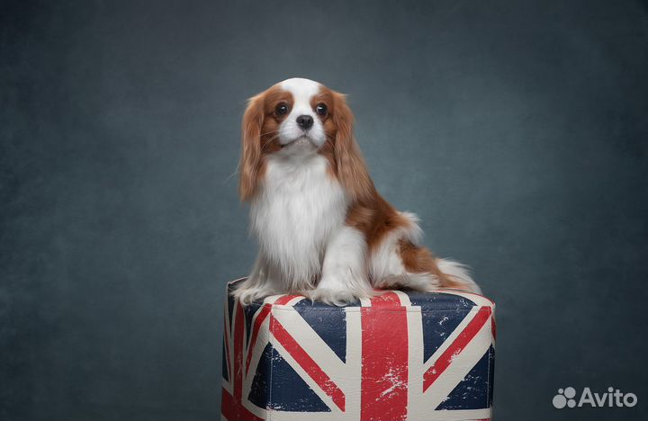 Кавалер кинг чарльз спаниель вязка