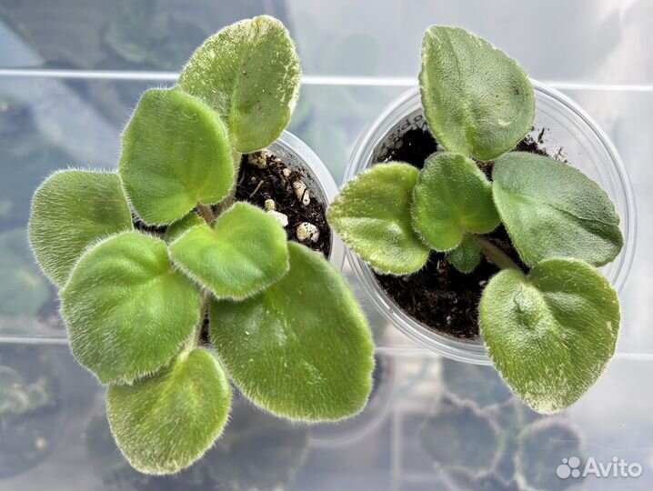 Детки сортовых фиалок