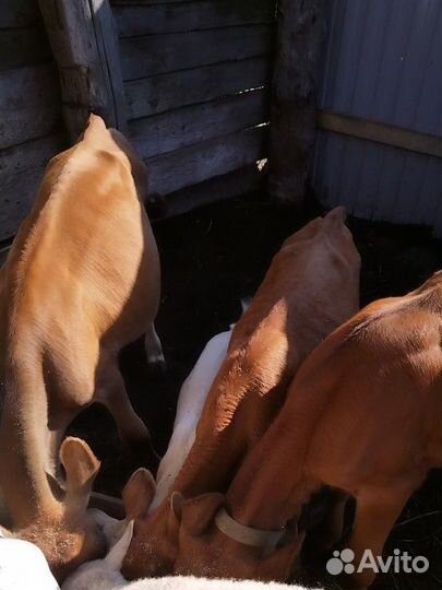 Тёлочки Джерси 1год 75%