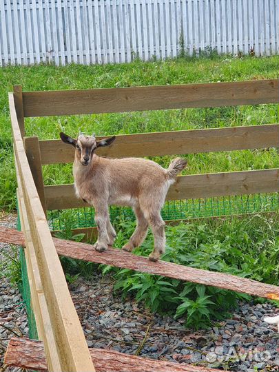 Камерунские козлята