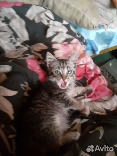 Котёнок, бесплатно