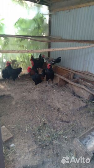 Продам петухов разных пород